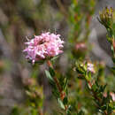 Image of Pimelea imbricata R. Br.