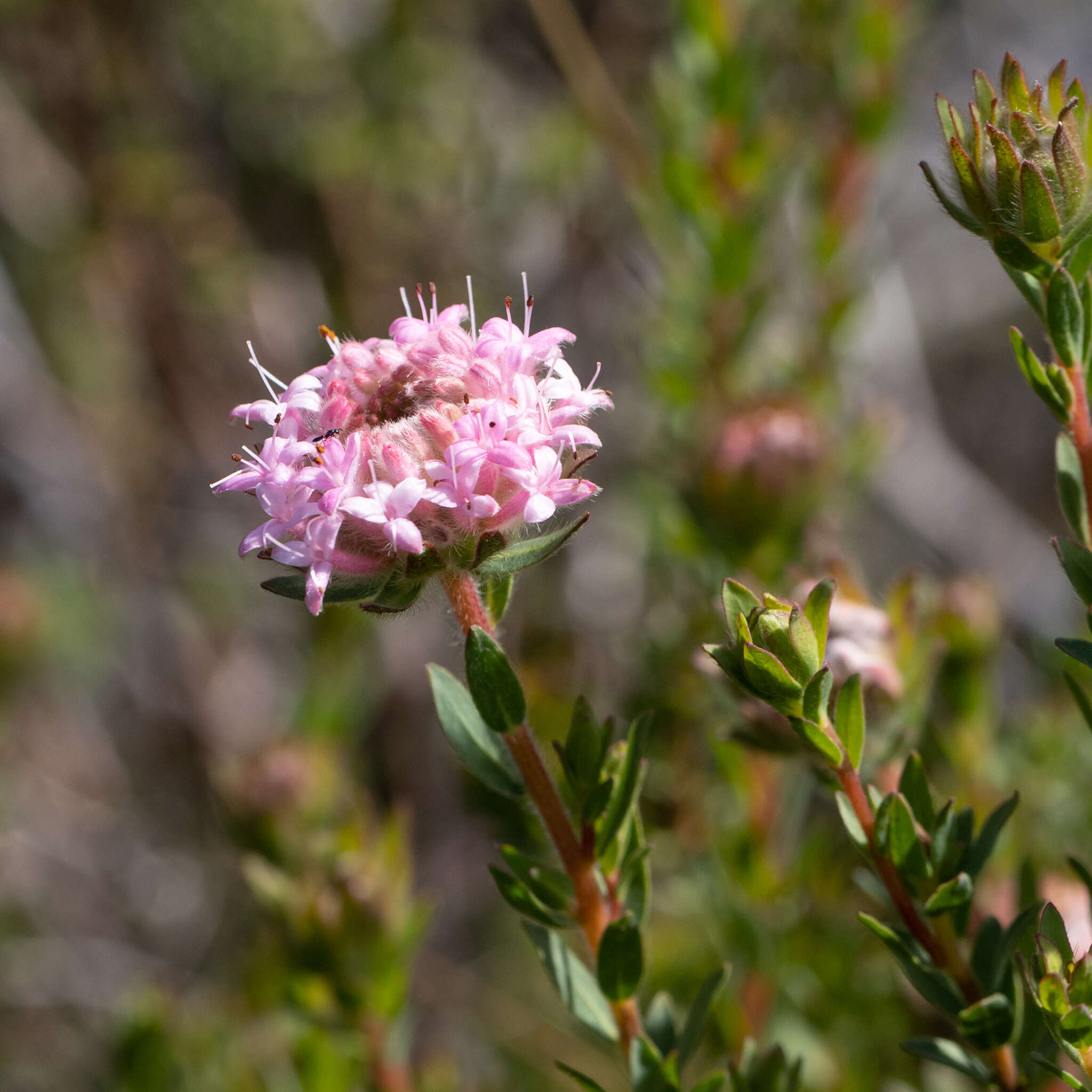 Image of Pimelea imbricata R. Br.