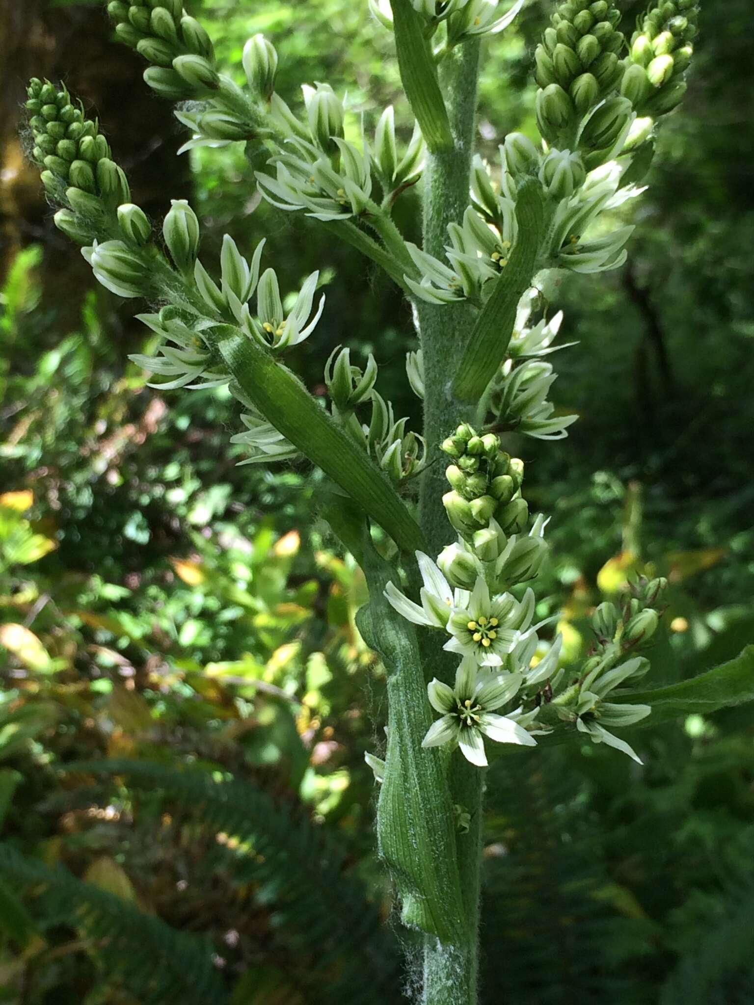 صورة Veratrum californicum var. caudatum (A. Heller) C. L. Hitchc.