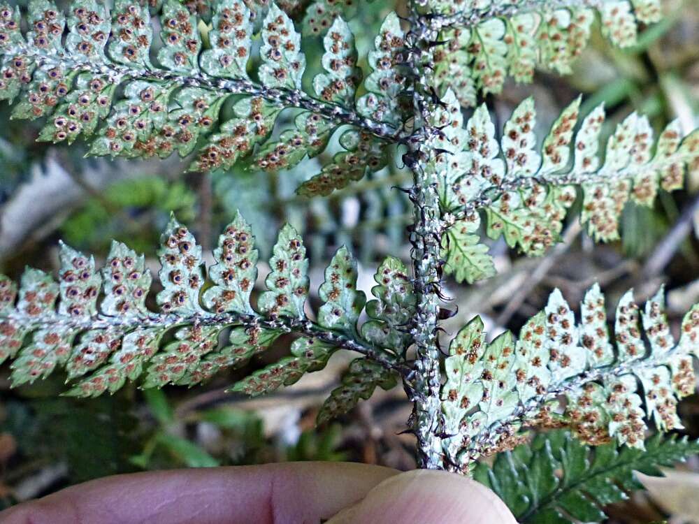 Image of Polystichum neozelandicum Fée