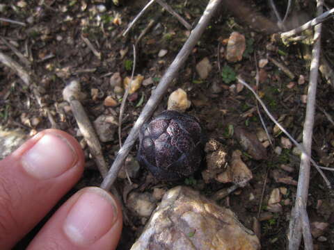 Image of Hyobanche rubra N. E. Br.