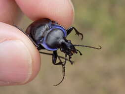 Image of Carabus (Tanaocarabus) finitimus Haldeman 1852