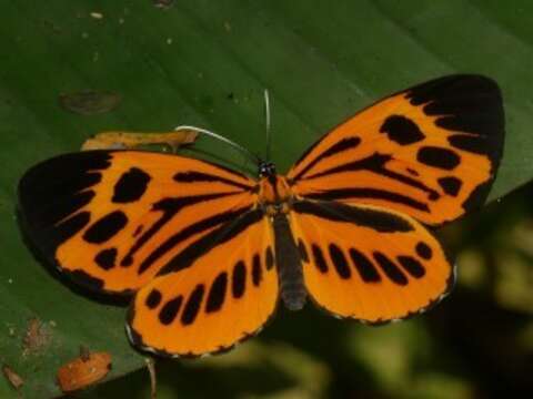 Image of Stalachtis calliope (Linnaeus 1758)