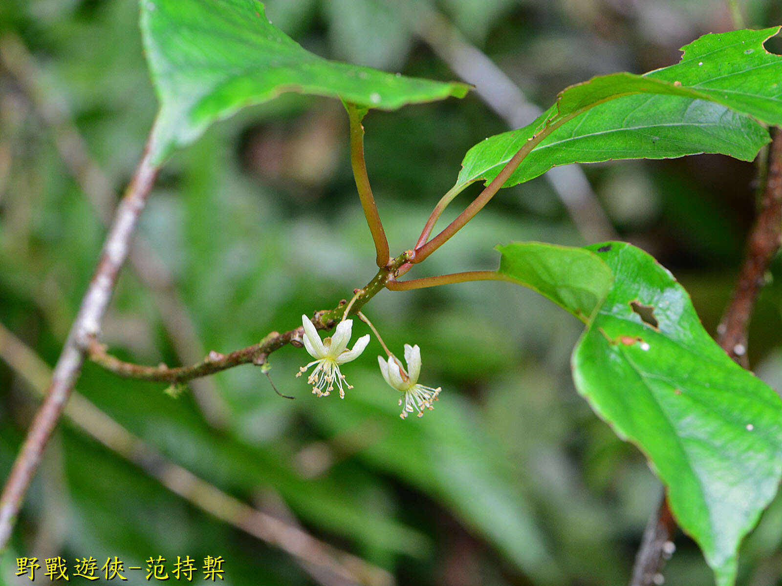 Image of Actinidia callosa var. discolor C. F. Liang