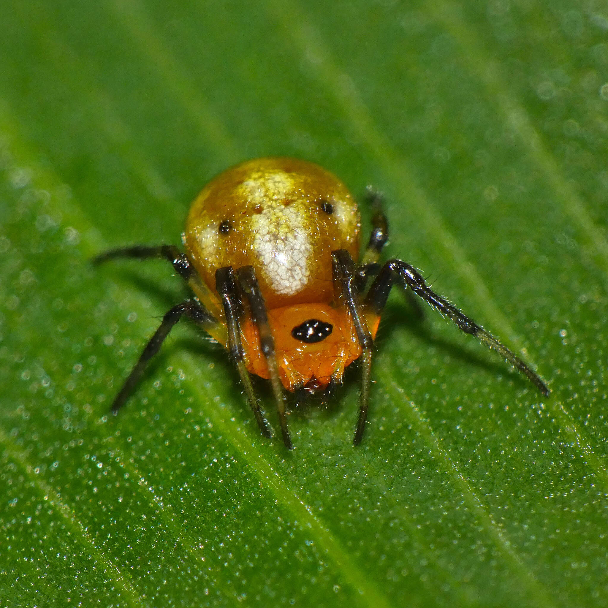 Image of Hypsosinga holzapfelae (Lessert 1936)