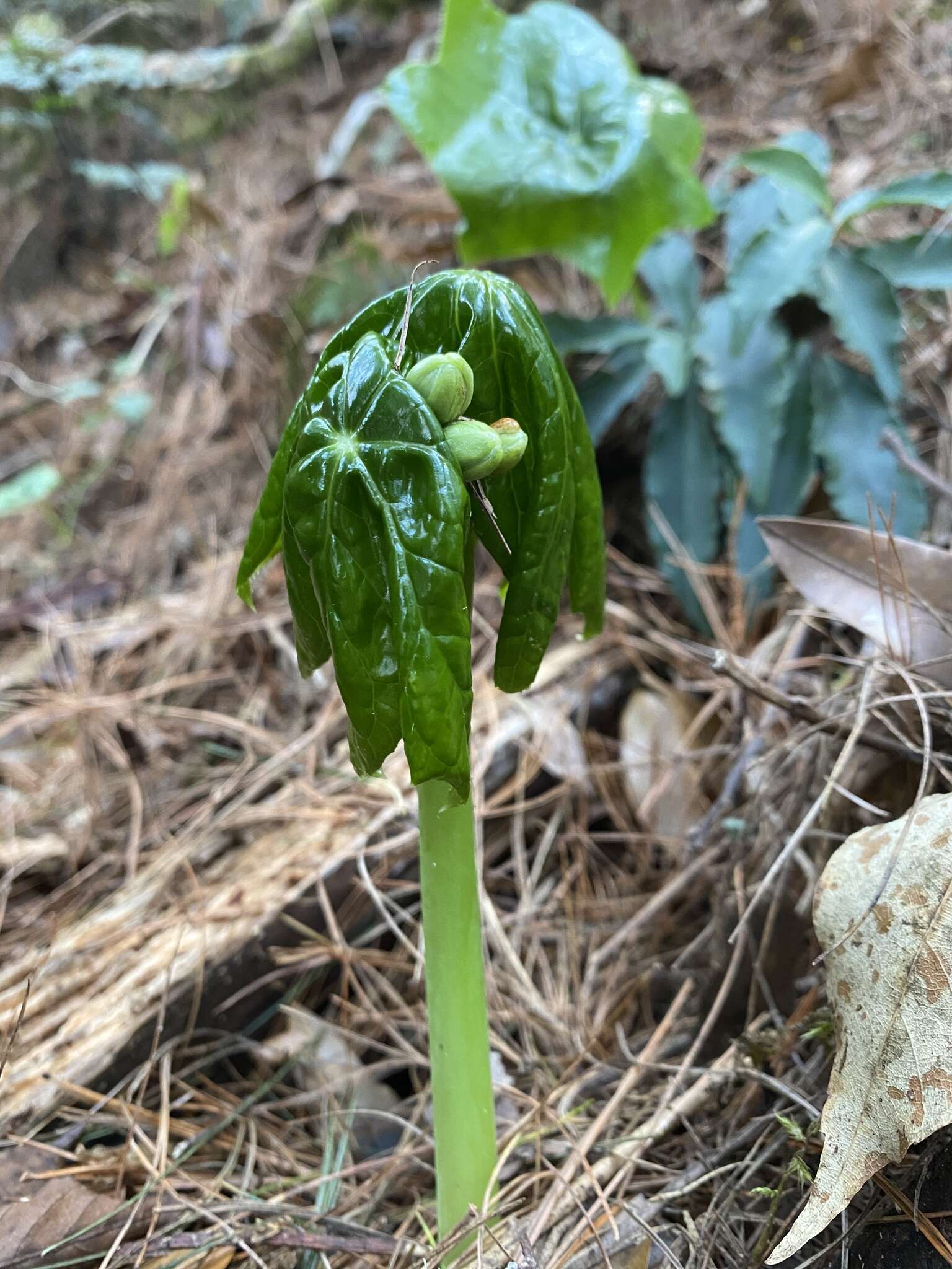 Image de Podophyllum pleianthum Hance