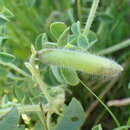 صورة Crotalaria lotoides Benth.