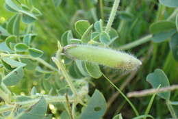 Image of Crotalaria lotoides Benth.