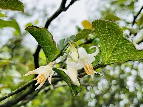 Image of Styrax formosanus Matsum.