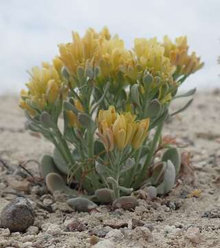 Image de Physaria chambersii Rollins