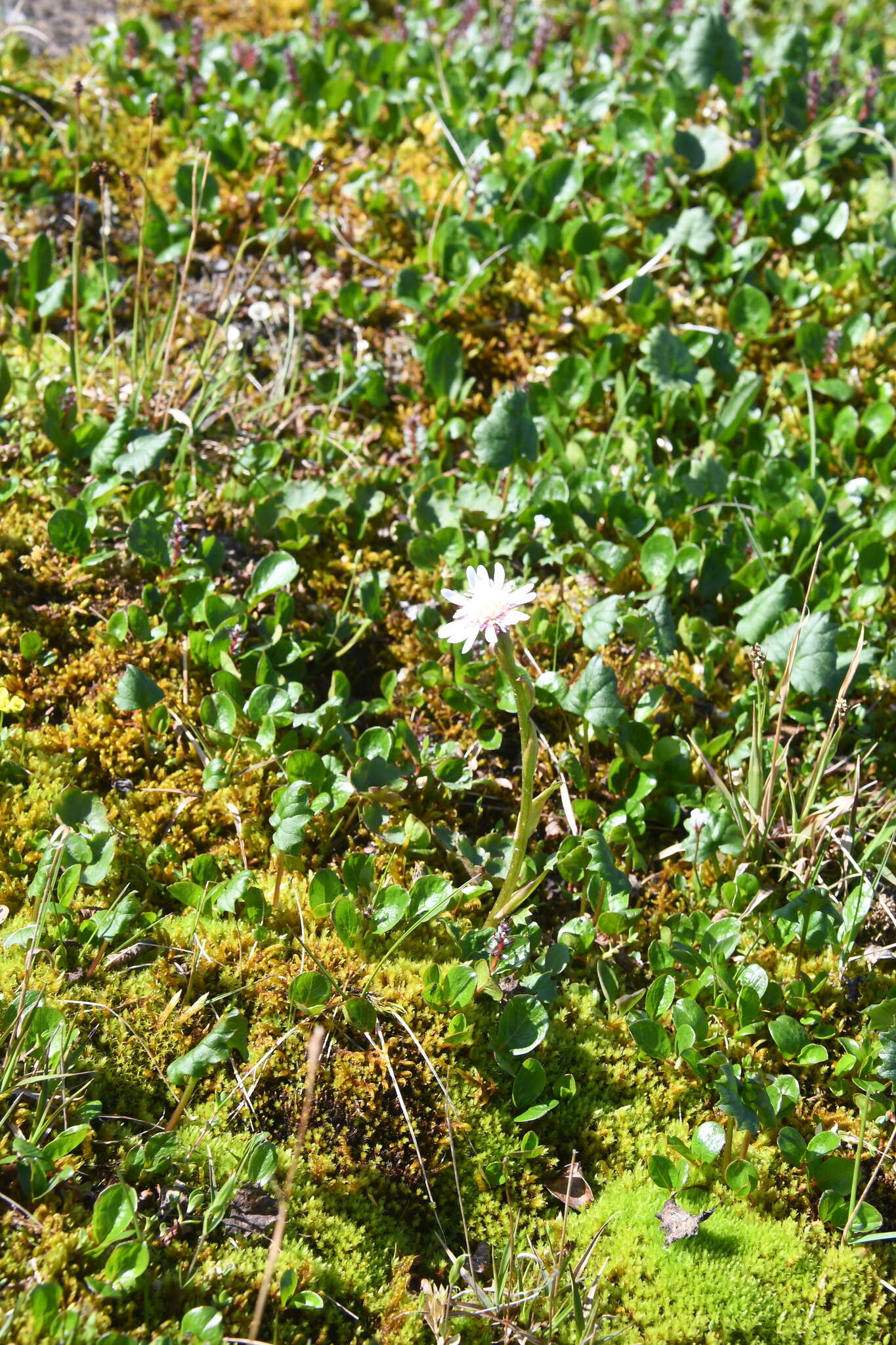 Image de Endocellion glaciale (Ledeb.) Kuprian.