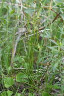 Image of Carex capillaris subsp. fuscidula (V. I. Krecz. ex T. V. Egorova) Á. Löve & D. Löve