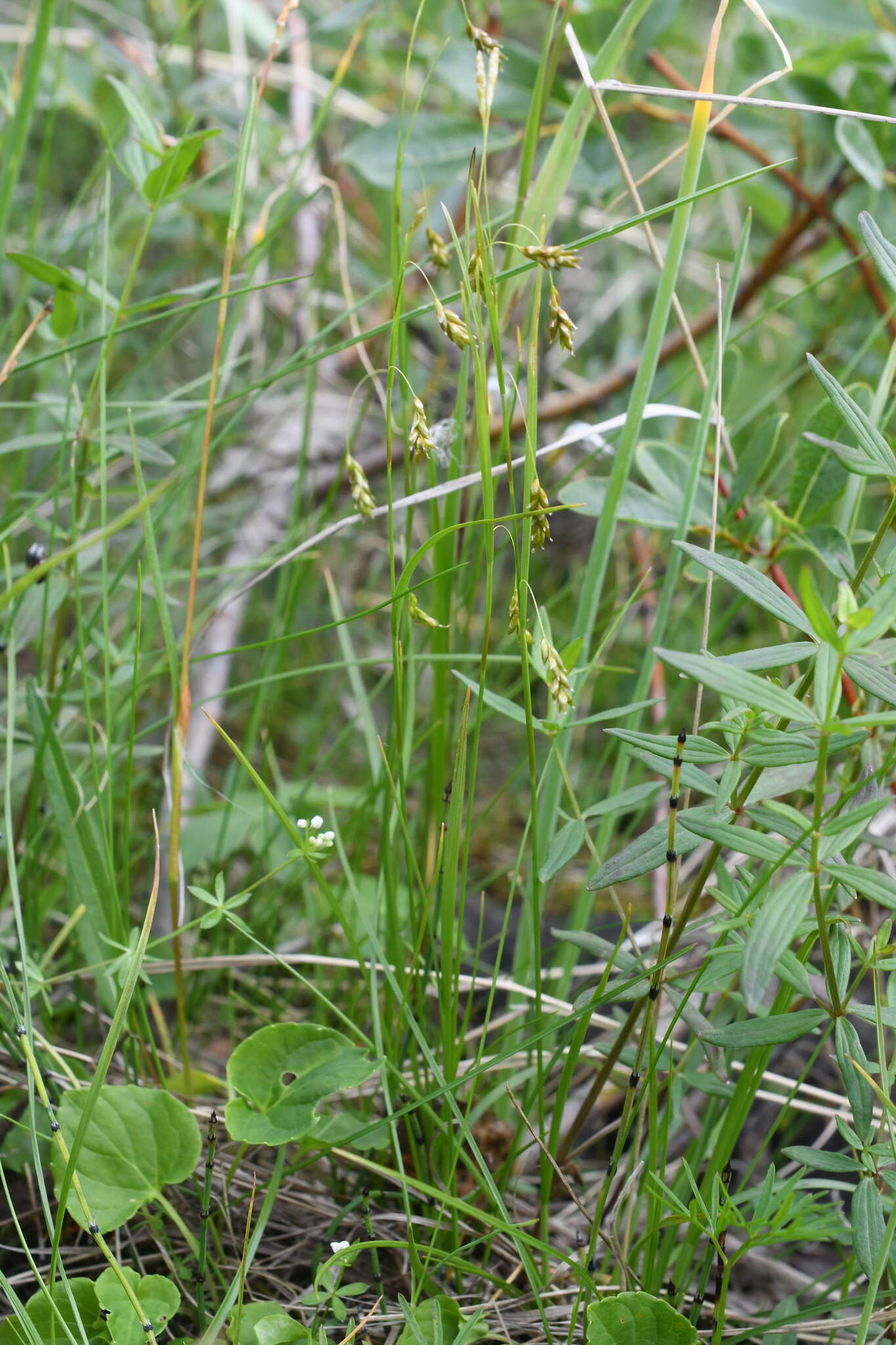Image of Carex capillaris subsp. fuscidula (V. I. Krecz. ex T. V. Egorova) Á. Löve & D. Löve