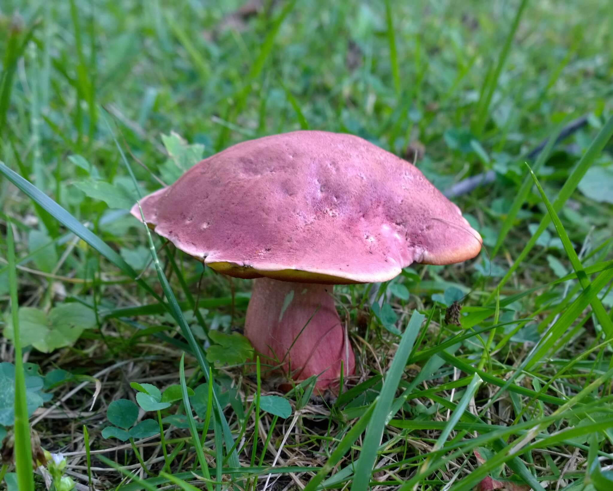 Image of Rubroboletus rhodosanguineus (Both) Kuan Zhao & Zhu L. Yang 2014