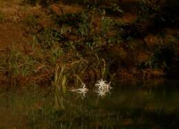 Слика од Crinum viviparum (Lam.) R. Ansari & V. J. Nair