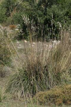 Image of Mauritanian grass