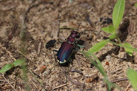 Image of Cicindela (Cicindela) formosa pigmentosignata W. Horn 1930