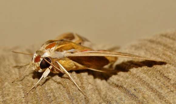 Image of Vine Hawk-Moth