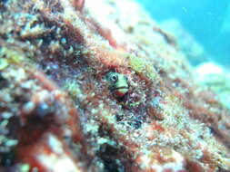 Image of Barnacle Blenny