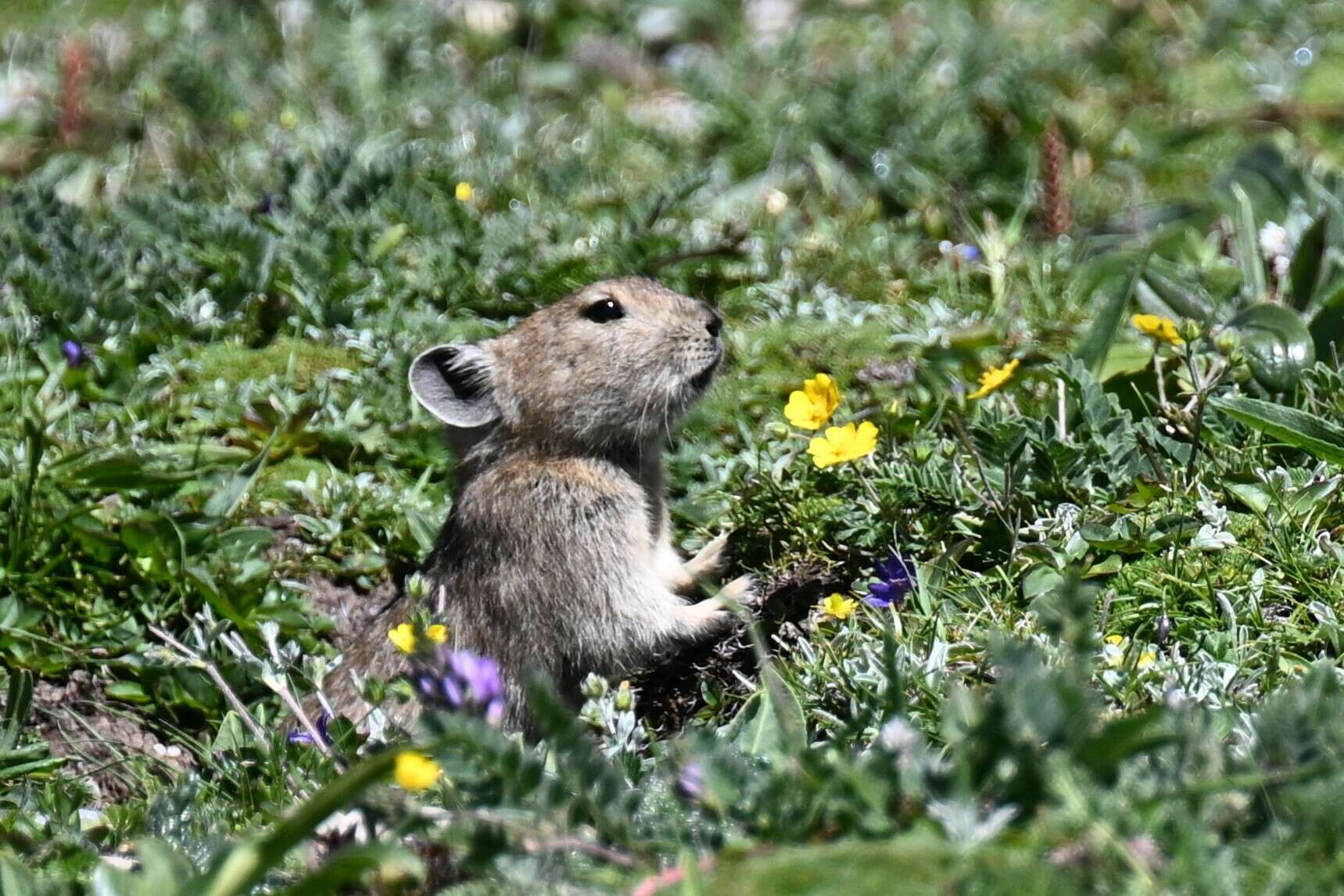 Image of Black-lipped Pika