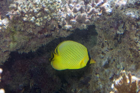 Image of Latticed Butterflyfish