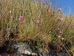 Image of Disa pillansii L. Bolus