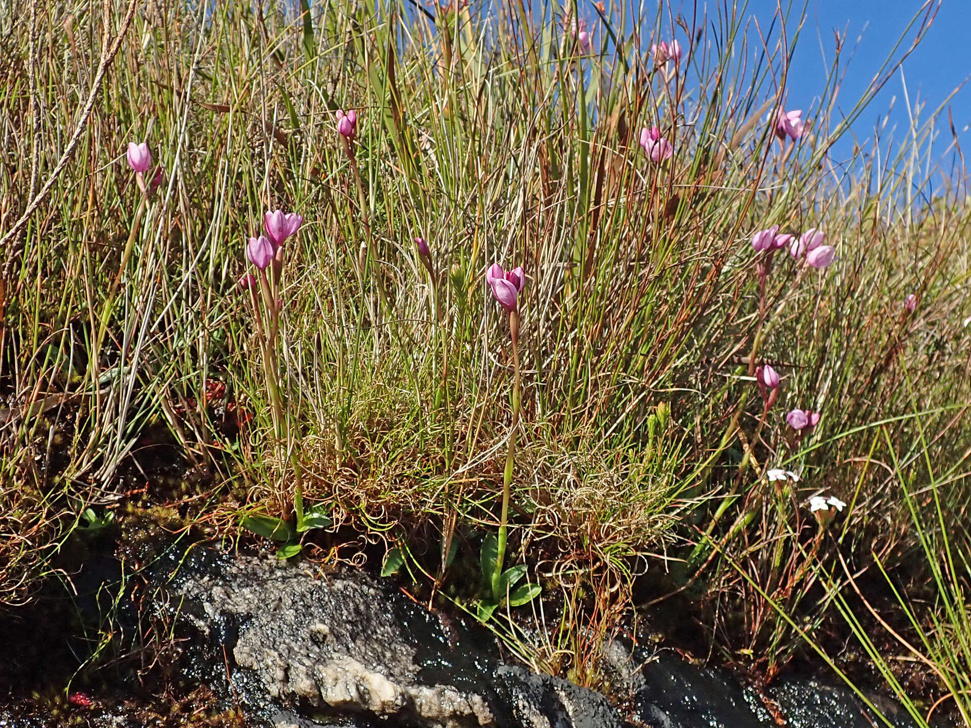 Imagem de Disa pillansii L. Bolus