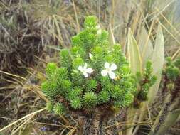 صورة Aragoa occidentalis Pennell