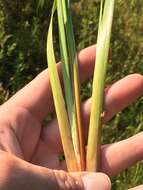 Image of irisleaf yelloweyed grass