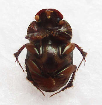 Imagem de Euonthophagus flavimargo (Orbigny 1902)