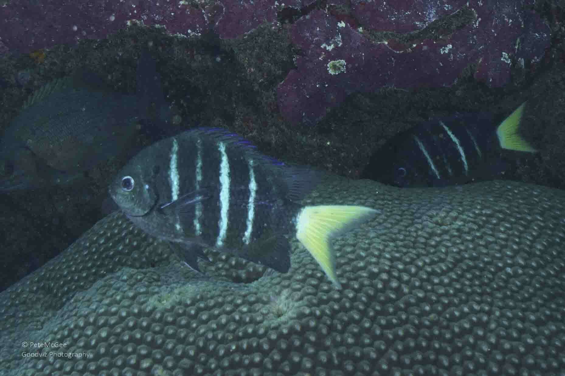 Image of Yellowtail sergeant