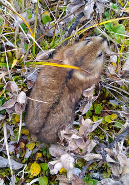 Image of Arctic Lemming