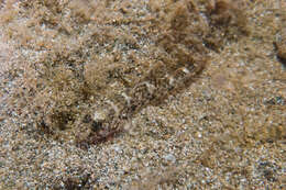 Image of Exquisite goby