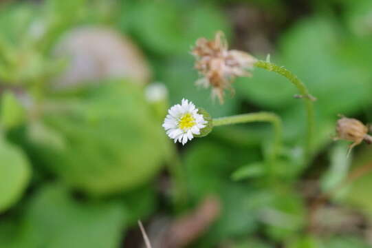 Слика од Erigeron bellioides DC.