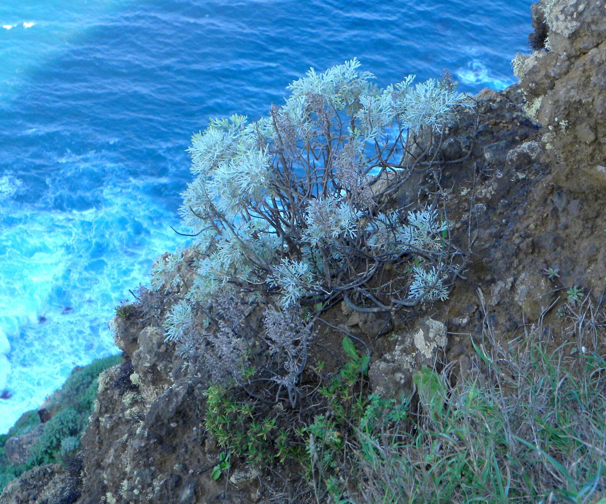 Слика од Artemisia argentea L'Hér.