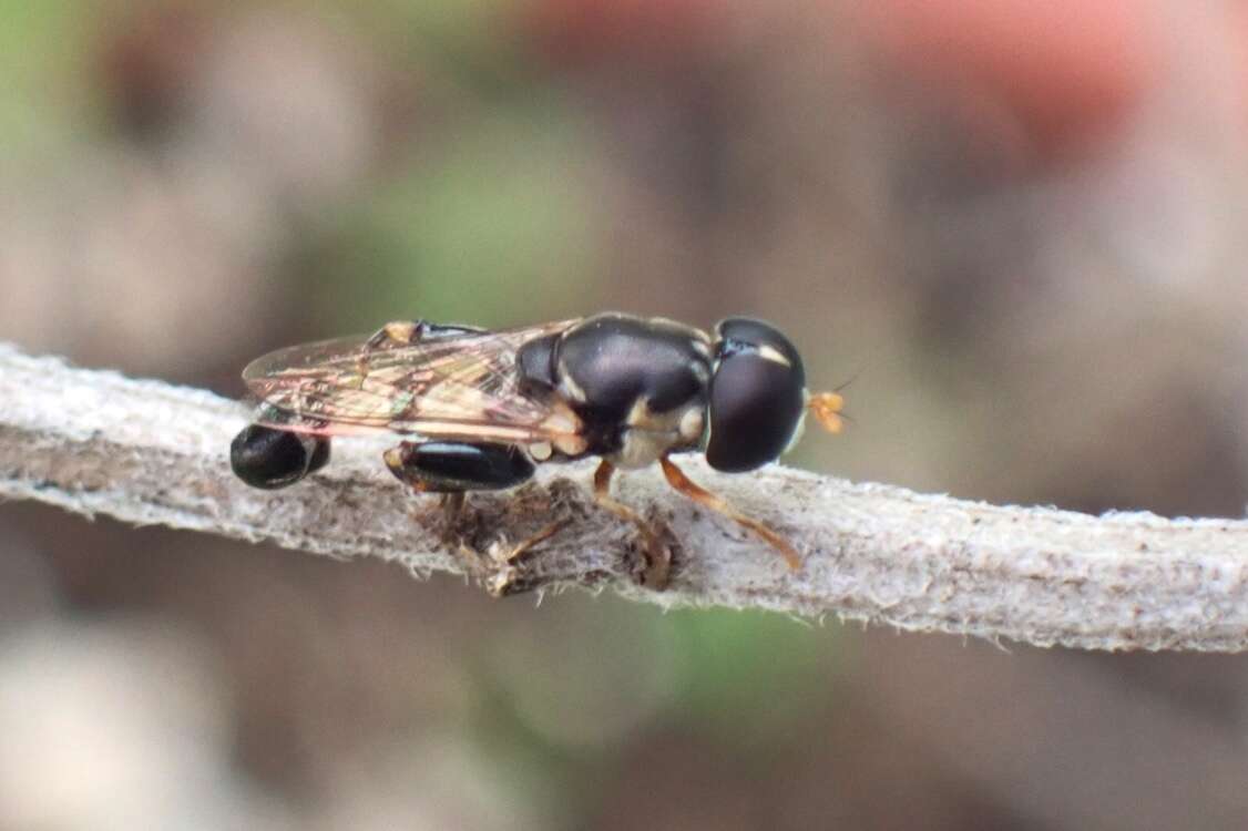 Image of Syrphid fly