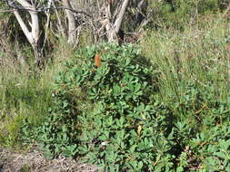 Imagem de Banksia paludosa R. Br.