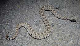 Image of Sidewinder Rattlesnake