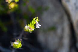 Image of Pine-leaf Lobelia