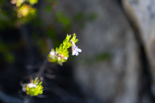 Image of Pine-leaf Lobelia