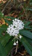 Imagem de Asclepias perennis Walt.