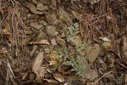 Imagem de Lomatium observatorium L. Constance & B. Ertter