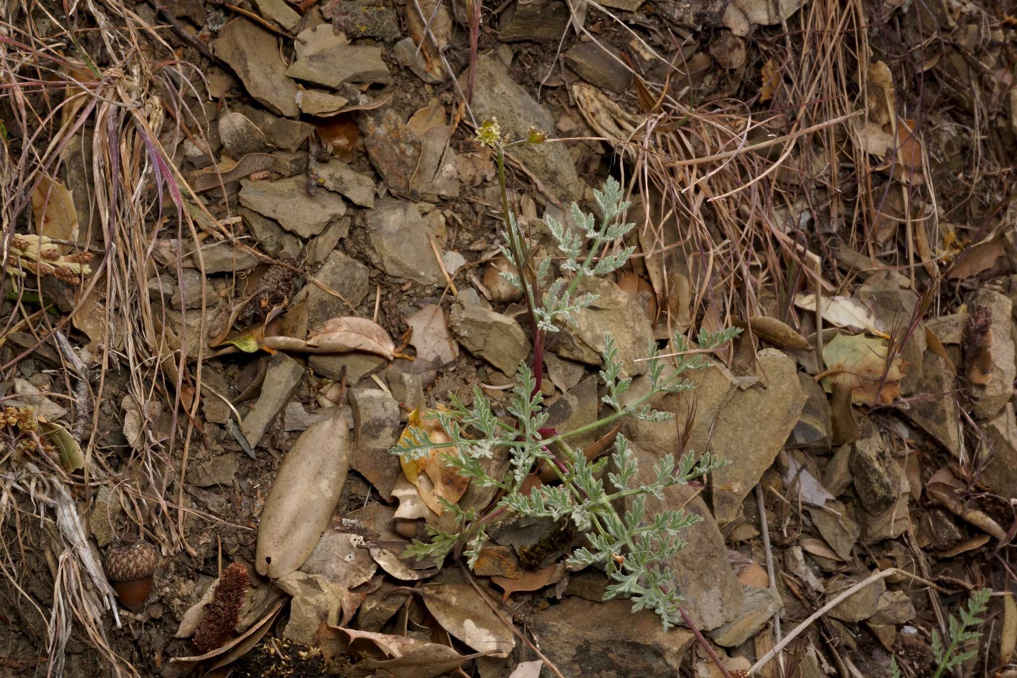 Image of Mt. Hamilton desertparsley