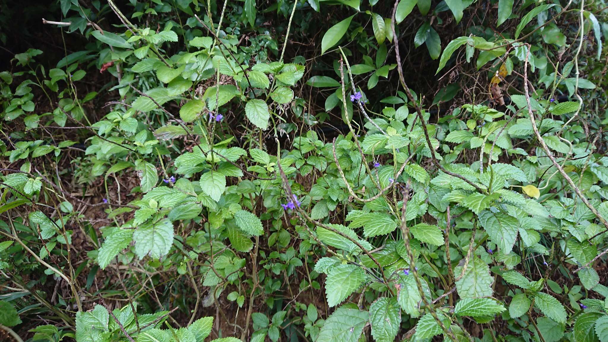 Image of nettleleaf velvetberry