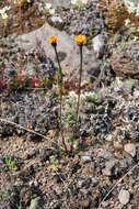 Image of Dwarf Arctic Groundsel