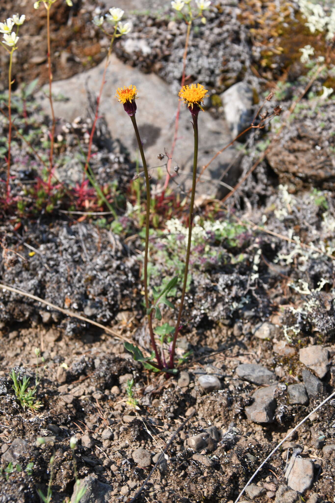 Image of Dwarf Arctic Groundsel