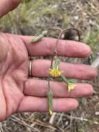 Image of yellow hawkweed