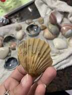 Aequipecten tehuelchus (d'Orbigny 1842)的圖片