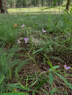 Imagem de Desmodium rosei B. G. Schub.