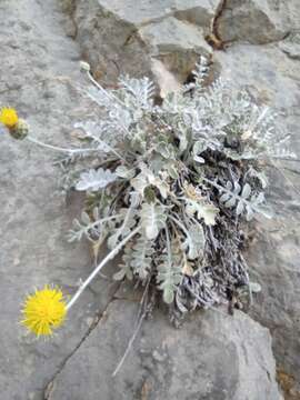 Image of Centaurea ragusina subsp. ragusina